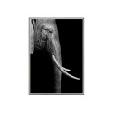 Tavla med Ram Bildtryck Fotografi Affisch elefant djur 50x70cm Unika 0017 Försäljning