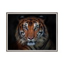 Tavla med Ram Bildtryck Fotografi Affisch Tiger Djur 30x40cm Unika 0027 Försäljning