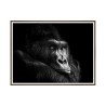 Tavla med Ram Bildtryck Fotografi Affisch gorilla djur 30x40cm Unika 0026 Försäljning