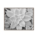 Svartvitt fotografiskt tryck saftig växt tavla med ram 30x40cm Unika 0056 Försäljning