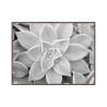 Svartvitt fotografiskt tryck saftig växt tavla med ram 30x40cm Unika 0056 Försäljning