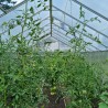 Växthus trädgård aluminium polykarbonat 220x150-220-290x205h Sanus M Val