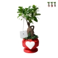 Bomboniere med levande bonsai ficus i dekorerad kruka med hjärta Eden Kampanj