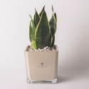 Bomboniera Paola Rolando sansevieria nano i kubformat glasvas Sogno Försäljning