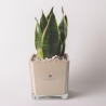Bomboniera Paola Rolando sansevieria nano i kubformat glasvas Sogno Försäljning