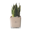 Bomboniera Paola Rolando sansevieria nano i kubformat glasvas Sogno Rea