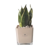 Bomboniera Paola Rolando sansevieria nano i kubformat glasvas Sogno Rea