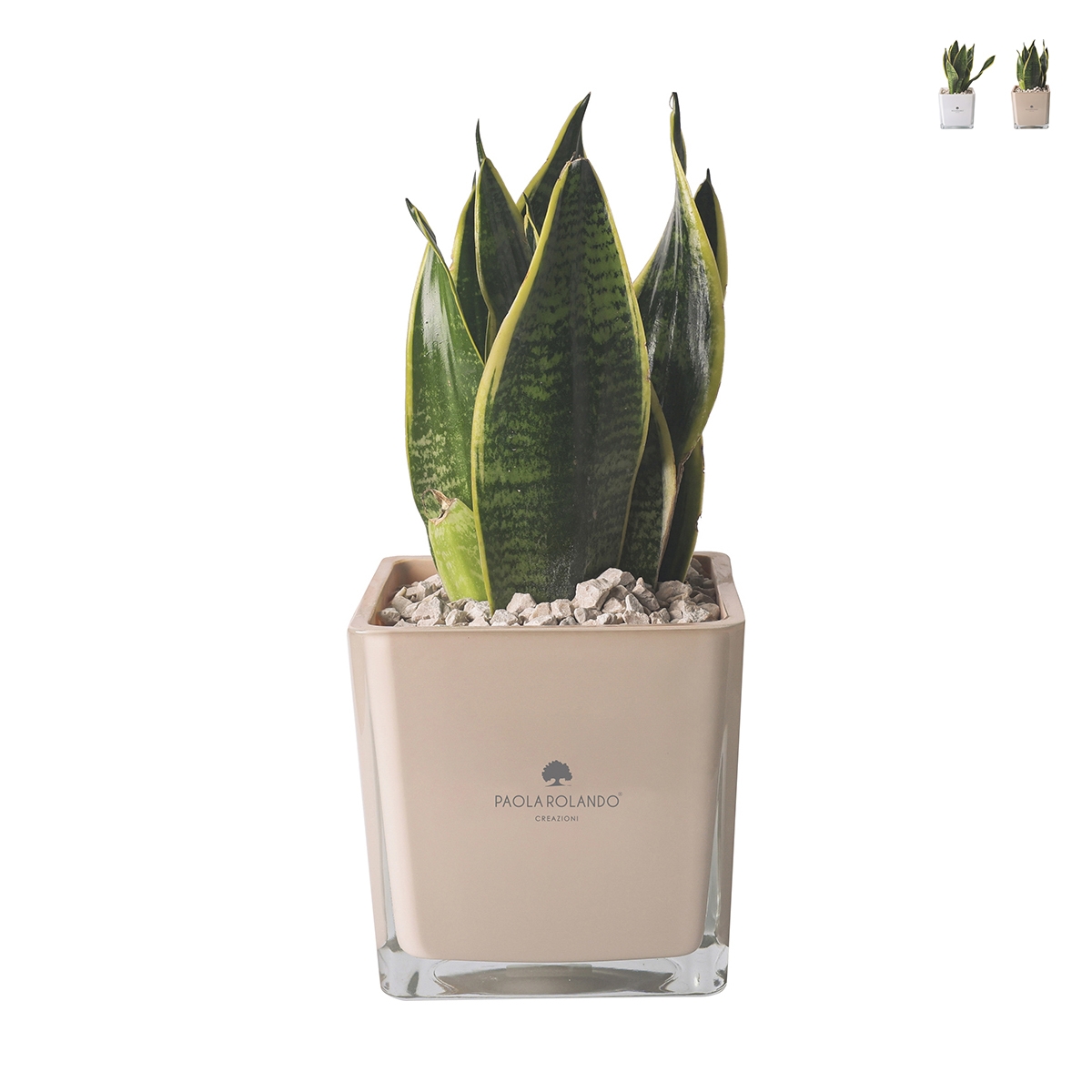 Bomboniera Paola Rolando sansevieria nano i kubformat glasvas Sogno Kampanj