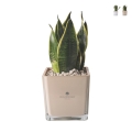 Bomboniera Paola Rolando sansevieria nano i kubformat glasvas Sogno Kampanj