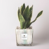 Sansevieria Paola Rolando i dekorativ glasvas Clio Square Försäljning