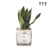 Sansevieria Paola Rolando i dekorativ glasvas Clio Square Kampanj