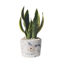 Bomboniere Sansevieria i dekorerad cementkruka Simone Erbjudande