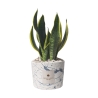Bomboniere Sansevieria i dekorerad cementkruka Simone Erbjudande
