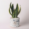 Bomboniere Sansevieria i dekorerad cementkruka Simone Försäljning