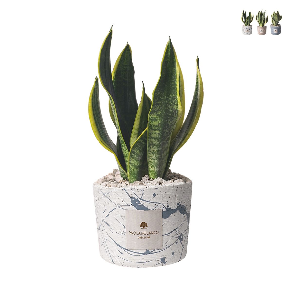 Bomboniere Sansevieria i dekorerad cementkruka Simone Kampanj