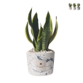 Bomboniere Sansevieria i dekorerad cementkruka Simone Kampanj