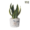 Bomboniere Sansevieria i dekorerad cementkruka Simone Kampanj