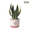 Sansevieria krukväxt i cementkruka Paola Rolando Flora Kampanj