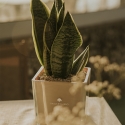 Bomboniera Paola Rolando sansevieria nano i kubformat glasvas Sogno Erbjudande