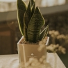 Bomboniera Paola Rolando sansevieria nano i kubformat glasvas Sogno Erbjudande