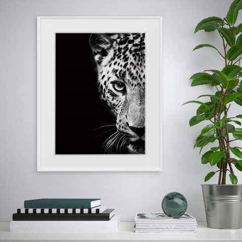 Tavla tryck fotografi svart vitt djur leopard 40x50cm Variety Kambuku