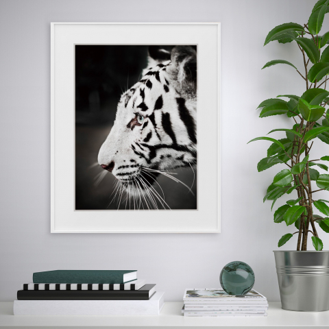 Tavla tryck fotografi svart vitt tiger djur 40x50cm Variety Harimau Kampanj