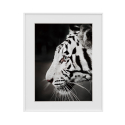 Tavla tryck fotografi svart vitt tiger djur 40x50cm Variety Harimau Försäljning