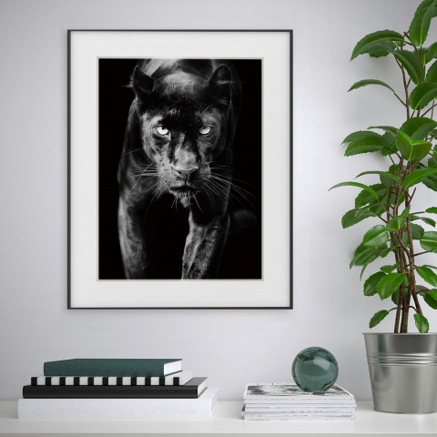 Tavla tryck svart vitt fotografi djur panter 40x50cm Variety Pardus