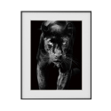 Tavla tryck svart vitt fotografi djur panter 40x50cm Variety Pardus Försäljning