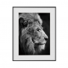 Tavla tryck fotografi svart vitt lejon djur 40x50cm Variety Aslan Försäljning