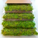 Stabiliserade växttavlor 4 paneler 60x40cm GreenBox Kit Lichene Modell