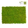 Stabiliserade växttavlor 4 paneler 60x40cm GreenBox Kit Lichene Försäljning