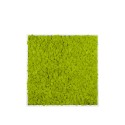 Stabiliserade växttavlor vertikal trädgård grön mossa Lichene Rea